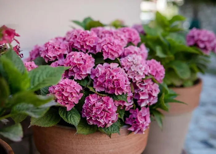 Apartamento Paradise Apartments